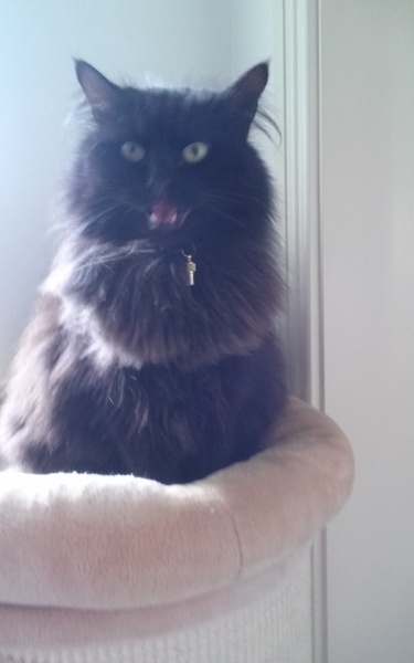 What's your DCat up to today? Episode 6, Return of the... Cats?