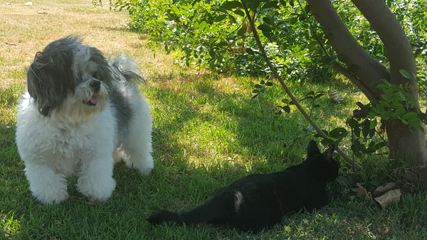 Buying from a KC registered breeder