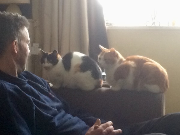 To not let my stupid cats freeze to death (lighthearted)