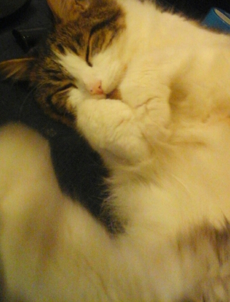 New Maine coon kitten