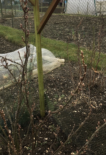 Allotment/Veg patch thread 11 'We bid  farewell to rainbow leaves but will keep plotting along'