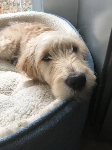 🐌 Fantastic Skincare: The One Where Sallie Swallows Dermaplaned a Lion Named Fabio