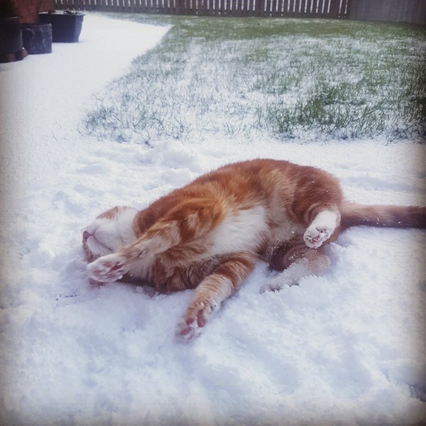 Does your cat like the snow?