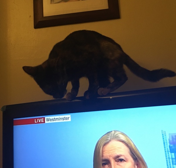 Getting a new Kitten?