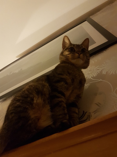 What's your DCat up to today? Episode 6, Return of the... Cats?