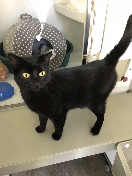 Cat with epilepsy