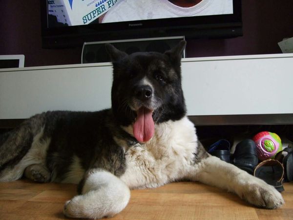 Why do people continue to get get certain breed of dogs?