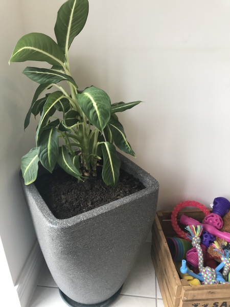 Is this dying?