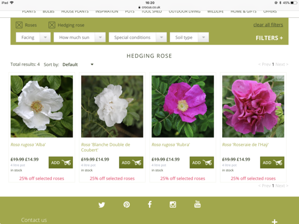 Rose to grow though a hedge?