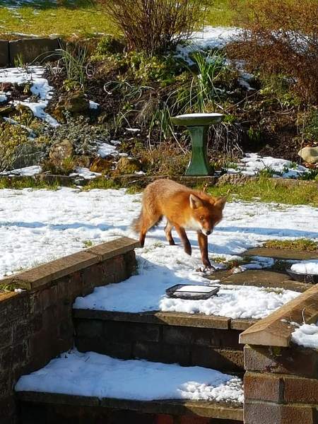 OMG my garden's full of birds!