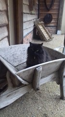 What's your DCat up to today? Episode 6, Return of the... Cats?