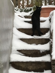 Should i let my cat out in the snow?