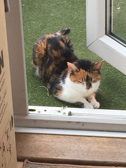 To not let my stupid cats freeze to death (lighthearted)