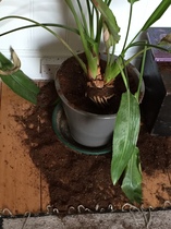 Help! Kitten constantly in house plants
