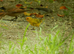 Which birds visit your garden?
