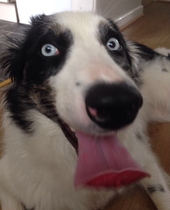 Please help me find my old dog
