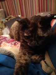 Our cat has been unnamed for a month