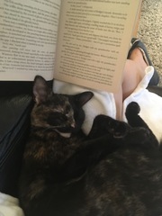 Cats and (lack of) personal space.