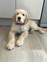 🐌 Fantastic Skincare: The One Where Sallie Swallows Dermaplaned a Lion Named Fabio