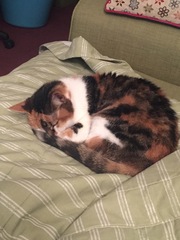 To not let my stupid cats freeze to death (lighthearted)
