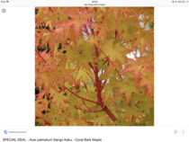 Help me buy a pretty tree that won't die
