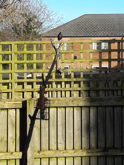 Which birds visit your garden?