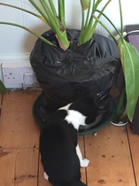 Help! Kitten constantly in house plants