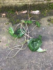 Plant ID