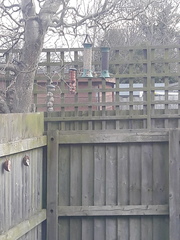 Which birds visit your garden?
