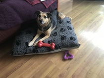 Day to day life with a dog