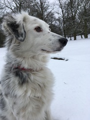 What breed/s does she look like?
