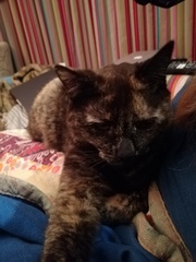 Our cat has been unnamed for a month