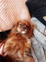 question about dog poo from new owner