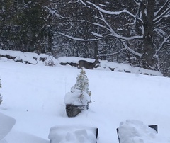 Snow - never seen anything like it