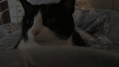 19 cats. Anyone else got this many?
