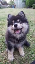Northern Inuit/British Timber Dogs