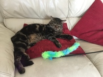 New cat/mistress arrived this evening ...