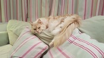 New Maine coon kitten