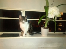 One toy mouse found for PB........