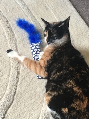 What's your DCat up to today? Episode 6, Return of the... Cats?