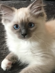 We have kittens!
