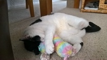 Stray and feral welfare