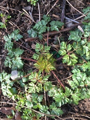 Weeds or not? Plant ID please!