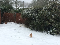 To not let my stupid cats freeze to death (lighthearted)