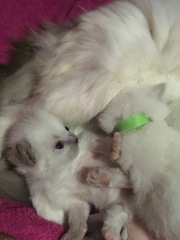 We have kittens!