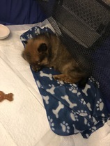 New puppy tips