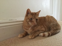 New cat/mistress arrived this evening ...