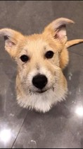 Insurance for puppy