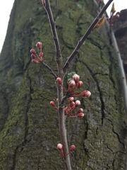 Council cutting trees down - say they are diseased - how can I tell?