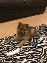 Puppy Survival Thread Part 6